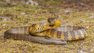 Tiger Snake Coiledin Natural Habitat Wallpaper