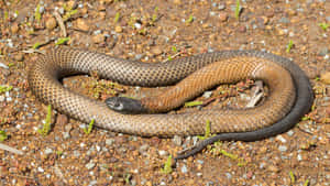 Tiger Snake Coiledon Ground Wallpaper