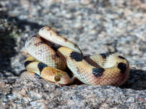 Tiger Snake Coiledon Rock Wallpaper