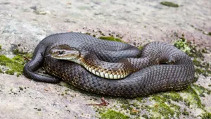 Tiger Snake Coiledon Rock Wallpaper