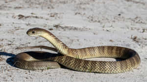 Tiger Snake On Sand Wallpaper