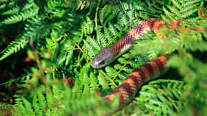 Tiger Snakein Ferns.jpg Wallpaper