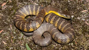 Tiger Snakein Natural Habitat Wallpaper