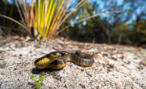 Tiger Snakein Natural Habitat Wallpaper