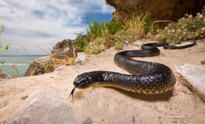 Tiger Snakeon Sandy Beach Wallpaper