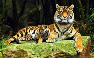 Tigerand Cub Restingon Rock Wallpaper