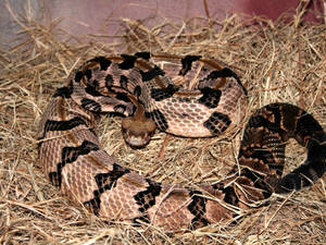 Timber Rattler Snake Dried Grass Wallpaper