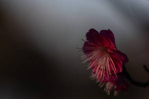 Timeless Beauty - A Macro Photo Of A Sakura Blossom Wallpaper