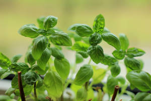 Tiny Basil Herb Plants Still Wallpaper