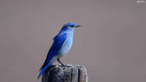 Tiny Blue Bird Iphone Wallpaper