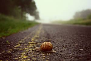 Tiny Brown-shelled Snail Wallpaper