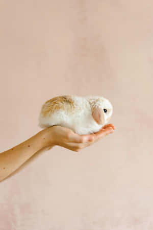 Tiny Bunnyin Hand Pastel Backdrop.jpg Wallpaper