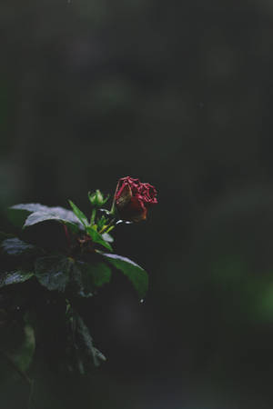 Tiny Red Rose Iphone Wallpaper