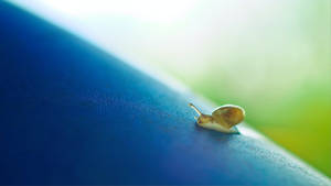 Tiny Snail Big World Wallpaper