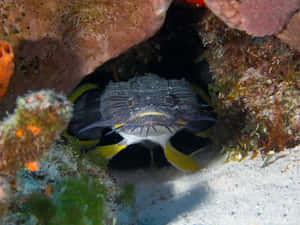 Toadfish Hiding Under Rock Wallpaper