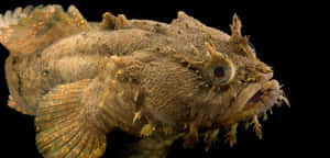 Toadfish Profile Black Background Wallpaper