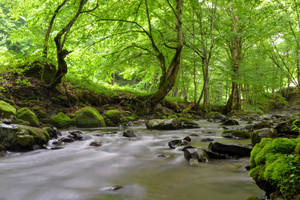 Tollymore Forest Fall Desktop Wallpaper