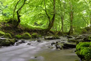 Tollymore Forest Fall Desktop Wallpaper