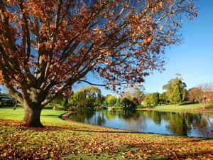 Toowoomba's Beautiful Cityscape At Sunset Wallpaper