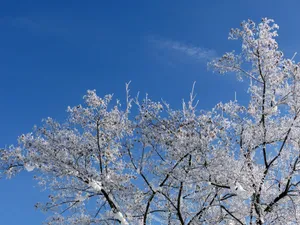 Top Branch Snow Aesthetic Wallpaper