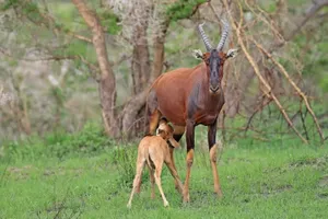 Topi Antelope With Calf In Savannah Wallpaper