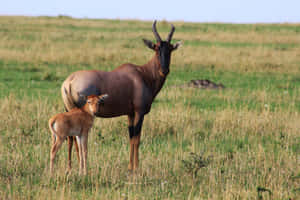 Topi Antelope With Calfin Savannah Wallpaper