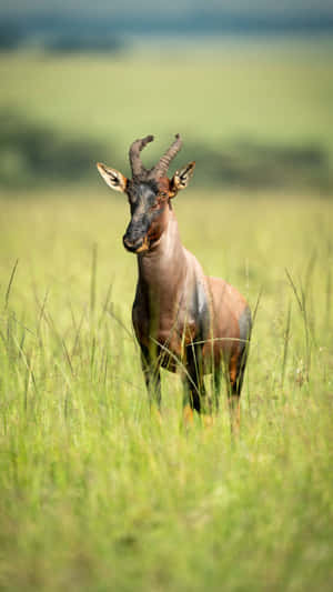 Topi Antelopein Grassland Wallpaper