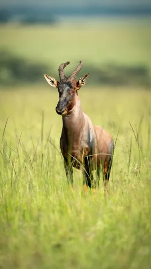 Topi Antelopein Grassland Wallpaper
