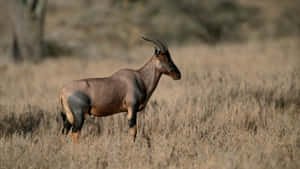 Topi Antelopein Savanna Grassland Wallpaper