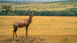 Topi Antelopein Savanna Wallpaper