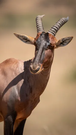 Topi Antelopein Savannah Wallpaper