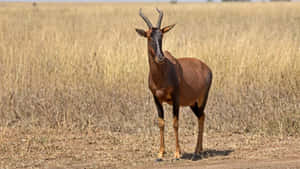 Topi Antelopein Savannah Grassland Wallpaper