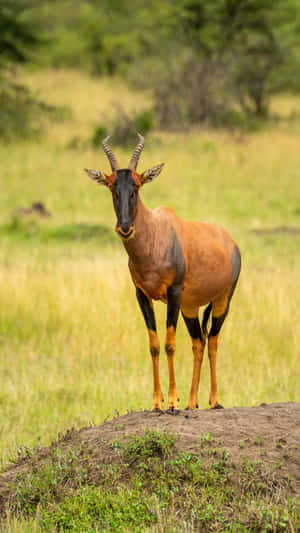 Topi Antelopein Savannah Grassland.jpg Wallpaper