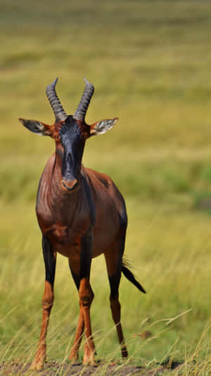 Topi Antelopein Savannah Grasslands Wallpaper