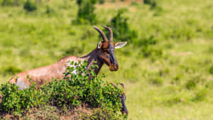 Topi Antelopein Savannah Grasslands Wallpaper