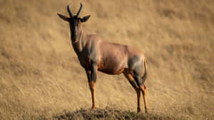 Topi Antelopein Savannah Grasslands Wallpaper