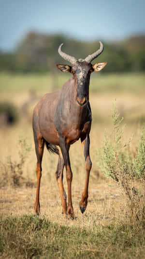 Topi Antelopein Savannah Grasslands Wallpaper