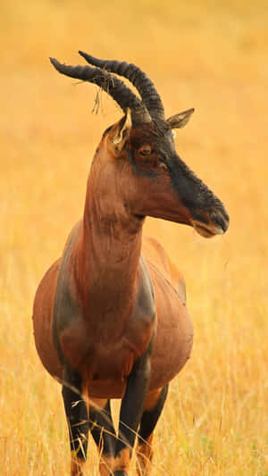 Topi Antelopein Savannah Grasslands Wallpaper