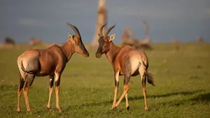 Topi Antelopes Facing Each Otherin Grassland Wallpaper