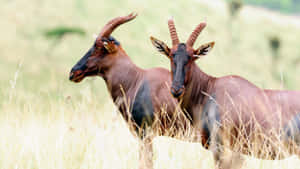 Topi Antelopesin Grassland Habitat Wallpaper