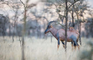 Topisin Savanna Grassland Wallpaper