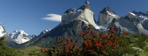 Torres Del Paine Summer Bloom Wallpaper