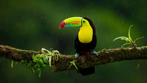 Toucanin Rainforest4 K Wallpaper