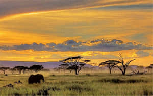 Touring The Stunning African Landscapes Wallpaper