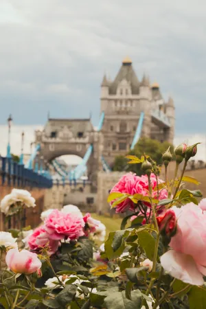Tower Bridge Behind Flowers Wallpaper