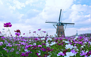 Tower Mill In Spring Flowers Field Wallpaper