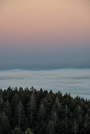 Towering Pine Trees New Phone Wallpaper