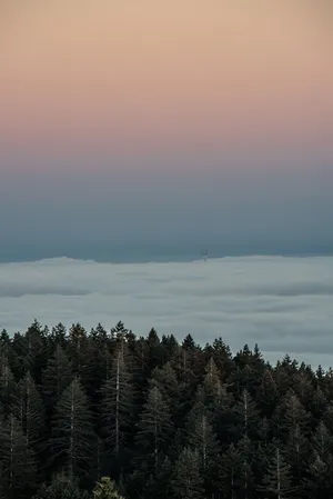Towering Pine Trees New Phone Wallpaper