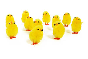 Toy Chicks Wallpaper