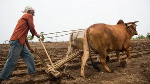 Traditional Plowingwith Oxen.jpg Wallpaper